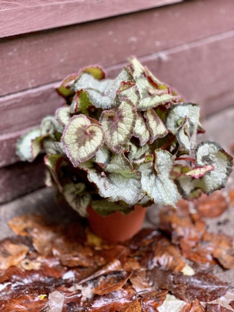 begonia-rex-escargot_13x30-0.jpg Zdjęcie rośliny Begonia Rex Escargot, ujęcie 1