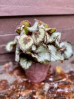Zdjęcie rośliny Begonia Rex Escargot, ujęcie 2