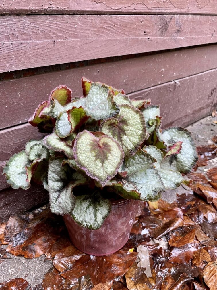 Zdjęcie rośliny Begonia Rex Escargot, ujęcie 3