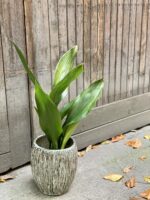Zdjęcie rośliny Aspidistra elatior, ujęcie 1