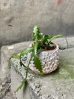 Zdjęcie rośliny Epiphyllum anguliger, ujęcie 1