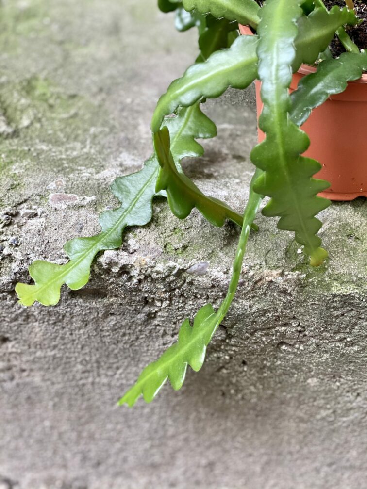 Zdjęcie rośliny Epiphyllum anguliger, ujęcie 2
