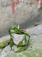 Zdjęcie rośliny Epiphyllum anguliger, ujęcie 3