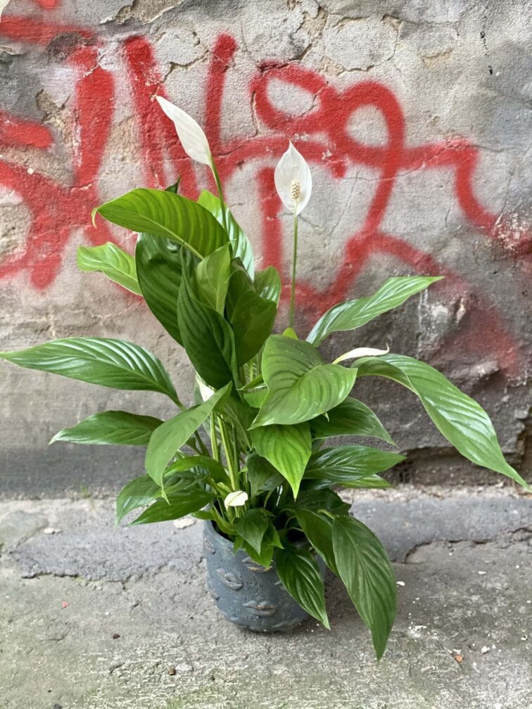 spathiphyllum-sweet-silvio_14x60-0.jpg Zdjęcie rośliny Spathiphyllum Sweet Silvio, ujęcie 1