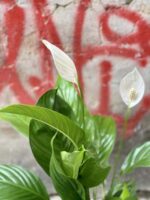 Zdjęcie rośliny Spathiphyllum Sweet Silvio, ujęcie 2