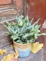 Zdjęcie rośliny Phlebodium aureum "Blue Star", ujęcie 1