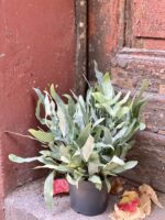Zdjęcie rośliny Phlebodium aureum "Blue Star", ujęcie 2