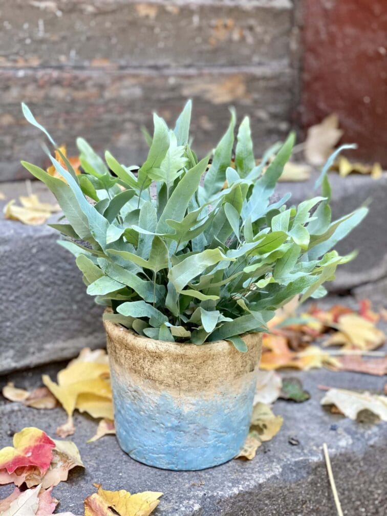Zdjęcie rośliny Phlebodium aureum "Blue Star", ujęcie 3