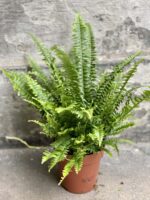 Zdjęcie rośliny Nephrolepis exaltata, ujęcie 2