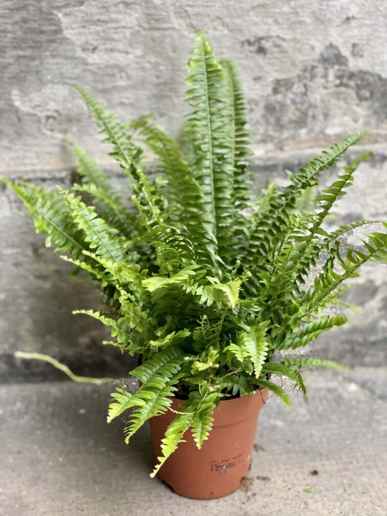 Zdjęcie rośliny Nephrolepis exaltata, ujęcie 2
