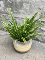 Zdjęcie rośliny Nephrolepis exaltata, ujęcie 3
