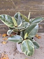 Zdjęcie rośliny Ficus Elastica Tineke, ujęcie 1