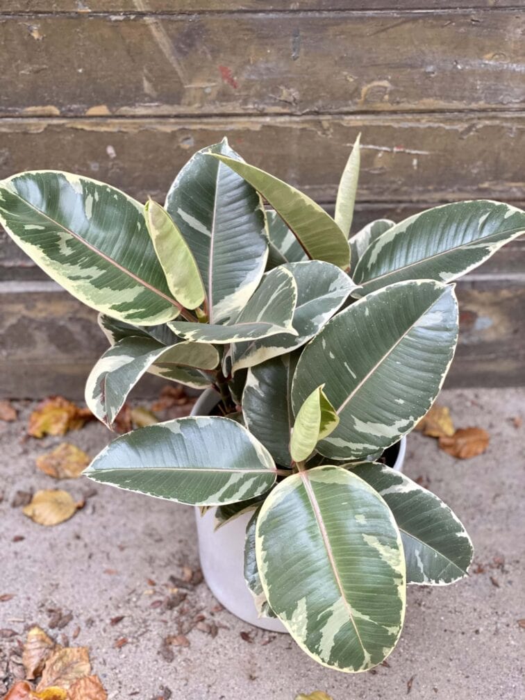 Zdjęcie rośliny Ficus Elastica Tineke, ujęcie 1