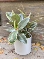 Zdjęcie rośliny Ficus Elastica Tineke, ujęcie 2