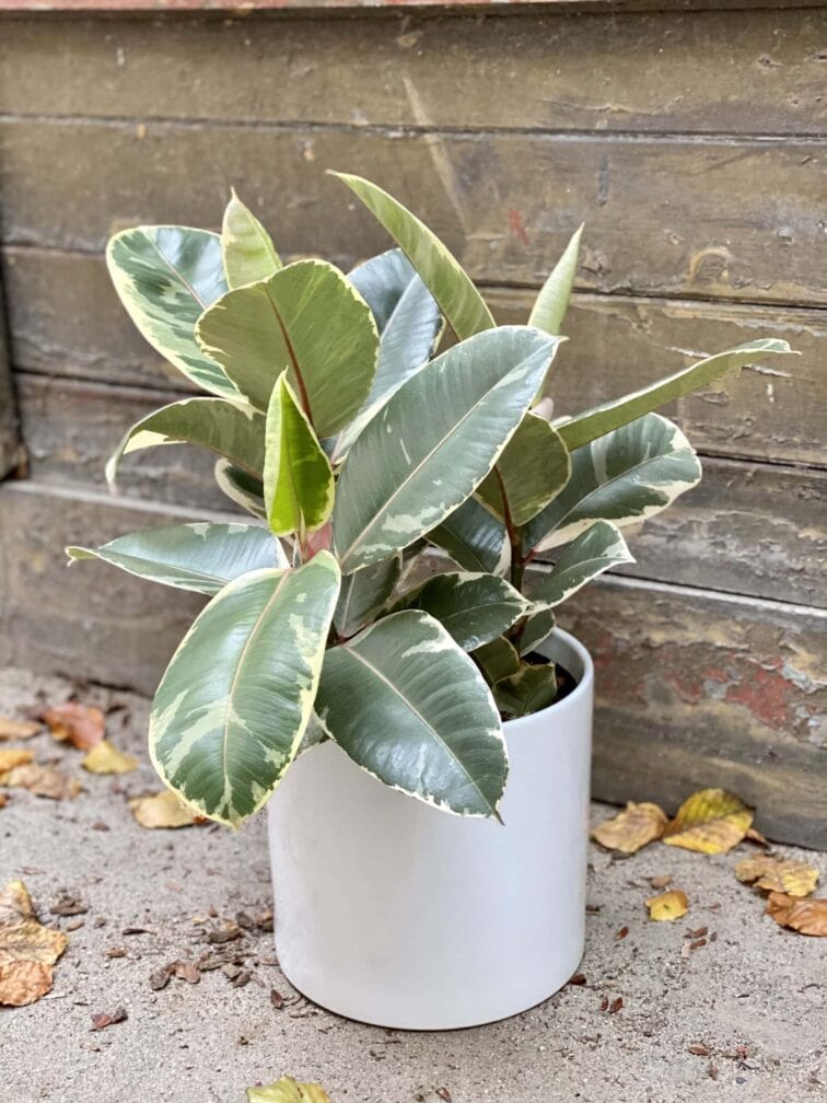 Zdjęcie rośliny Ficus Elastica Tineke, ujęcie 2
