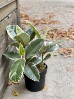 Zdjęcie rośliny Ficus Elastica Tineke, ujęcie 3