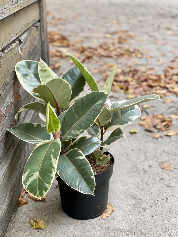 Zdjęcie rośliny Ficus Elastica Tineke, ujęcie 3