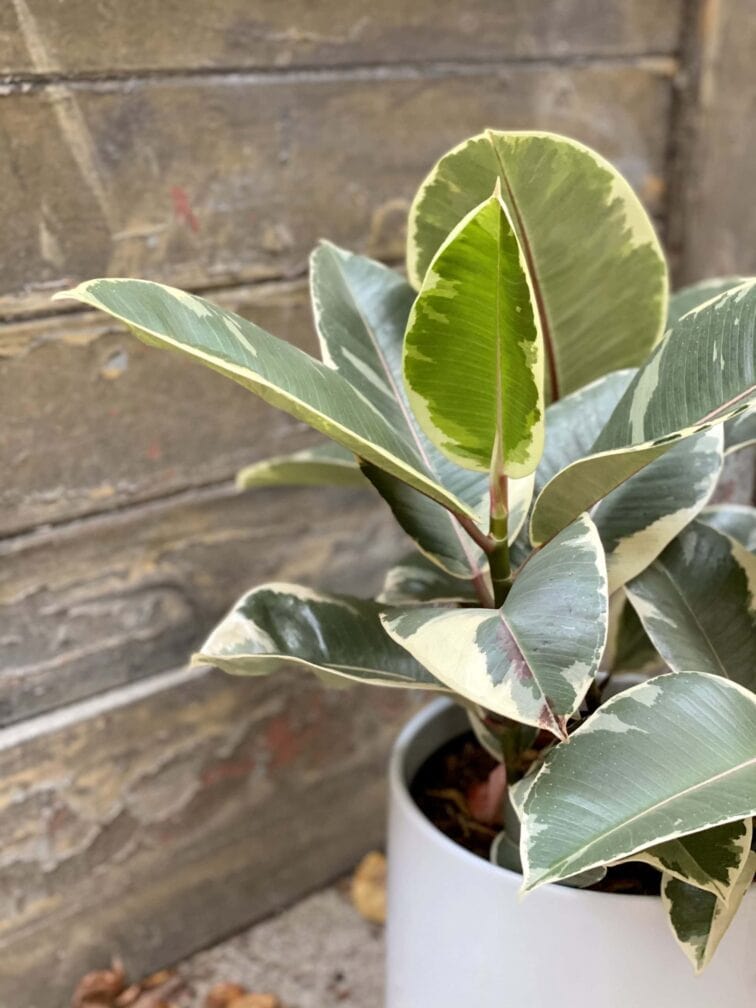 Zdjęcie rośliny Ficus Elastica Tineke, ujęcie 4