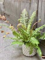 Zdjęcie rośliny Blechnum Brasiliense "Volcano", ujęcie 1