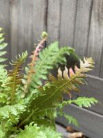 Zdjęcie rośliny Blechnum Brasiliense "Volcano", ujęcie 2