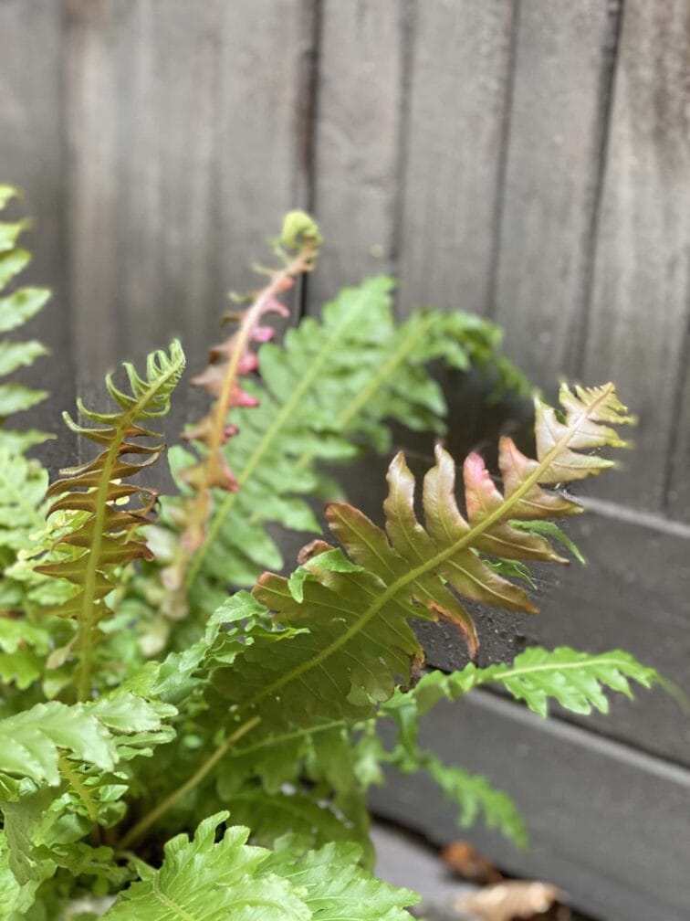 Zdjęcie rośliny Blechnum Brasiliense "Volcano", ujęcie 2