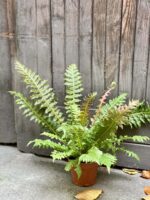 Zdjęcie rośliny Blechnum Brasiliense "Volcano", ujęcie 3