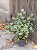 Zdjęcie rośliny Ficus triangularis "Sweet heart", ujęcie 1