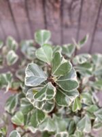 Zdjęcie rośliny Ficus triangularis "Sweet heart", ujęcie 2