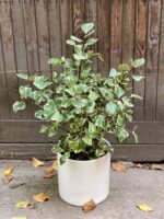 Zdjęcie rośliny Ficus triangularis "Sweet heart", ujęcie 3