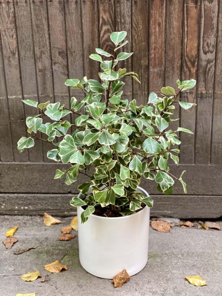 Zdjęcie rośliny Ficus triangularis "Sweet heart", ujęcie 3