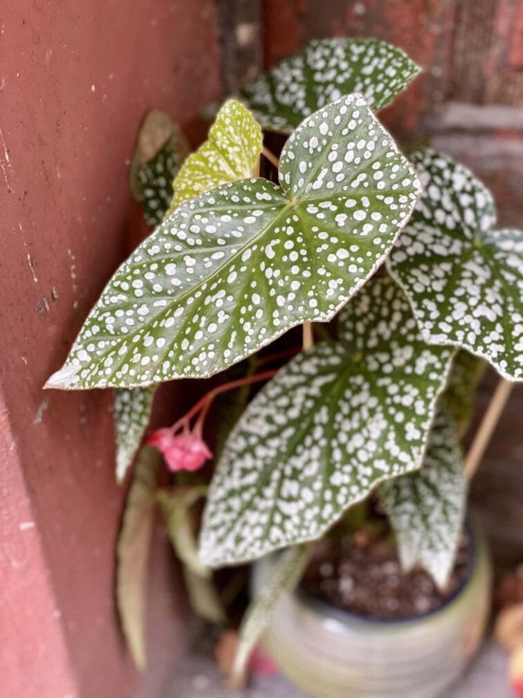 begonia-snow-capped_14x45-0.jpg Zdjęcie rośliny Begonia Snow Capped, ujęcie 1