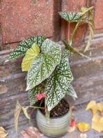 Zdjęcie rośliny Begonia Snow Capped, ujęcie 2