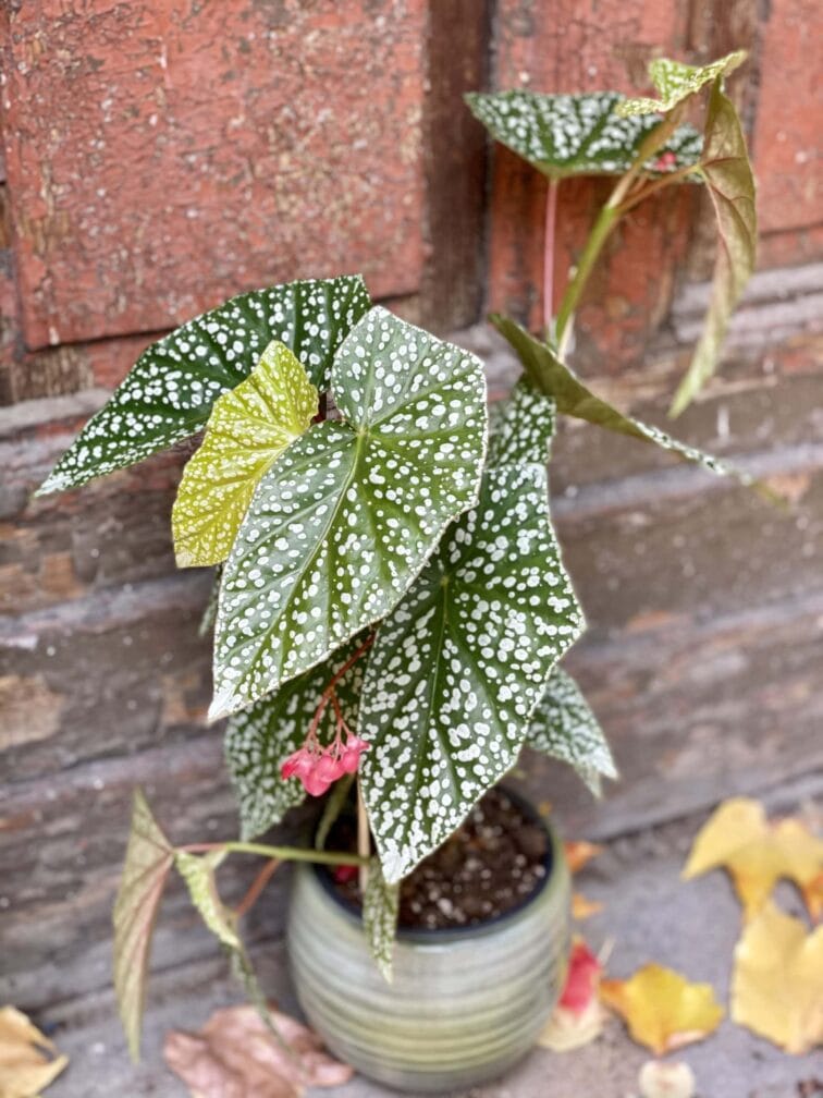 Zdjęcie rośliny Begonia Snow Capped, ujęcie 2