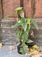 Zdjęcie rośliny Begonia Snow Capped, ujęcie 3