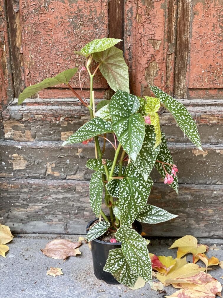 Zdjęcie rośliny Begonia Snow Capped, ujęcie 3