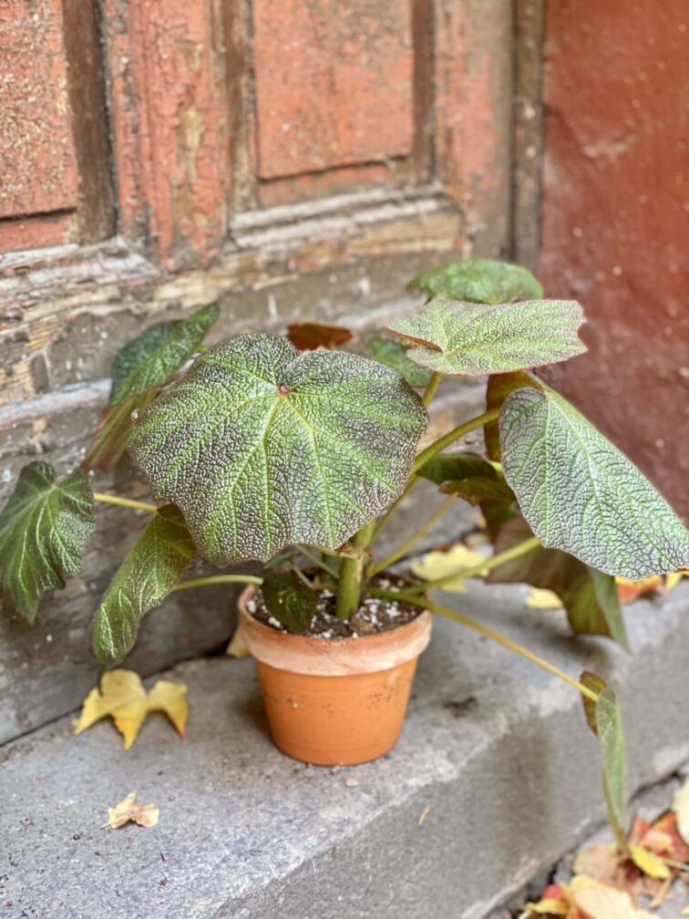 Zdjęcie rośliny Begonia Turtle, ujęcie 3
