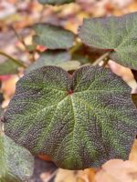 Zdjęcie rośliny Begonia Turtle, ujęcie 4