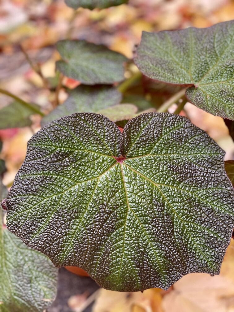 Zdjęcie rośliny Begonia Turtle, ujęcie 4
