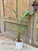 Zdjęcie rośliny Strelitzia nicolai variegata, ujęcie 2