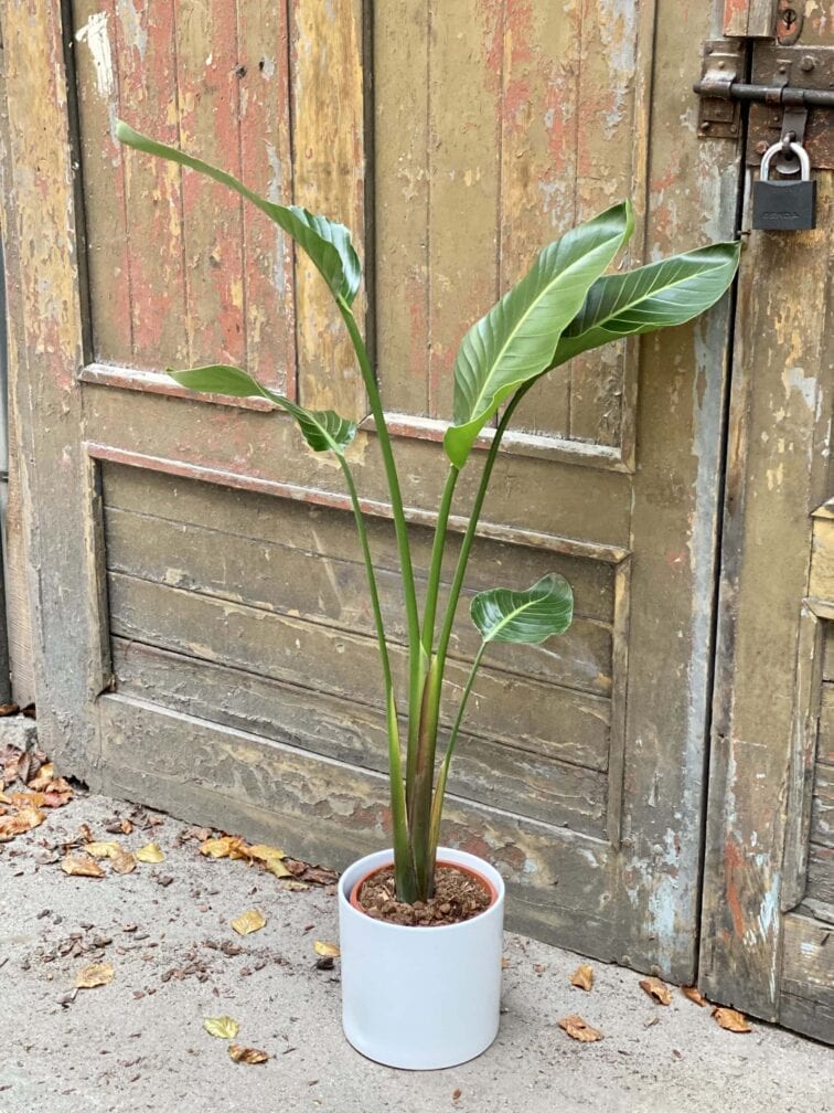 Zdjęcie rośliny Strelitzia nicolai variegata, ujęcie 2