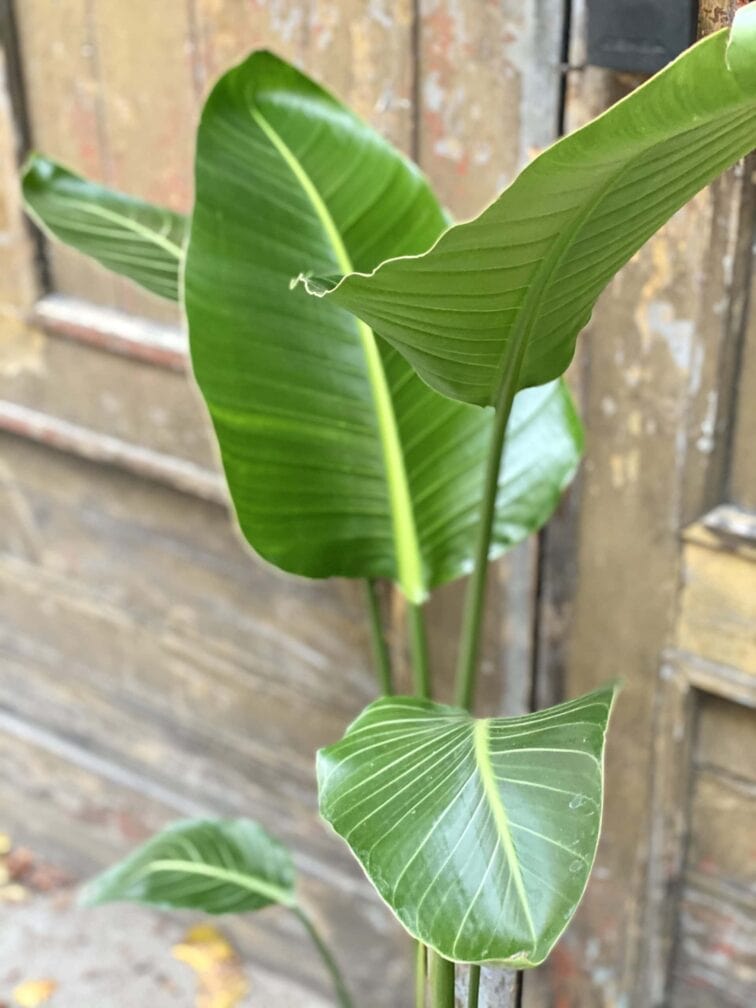 Zdjęcie rośliny Strelitzia nicolai variegata, ujęcie 3