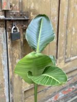 Zdjęcie rośliny Strelitzia nicolai variegata, ujęcie 4