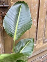 Zdjęcie rośliny Strelitzia nicolai variegata, ujęcie 5