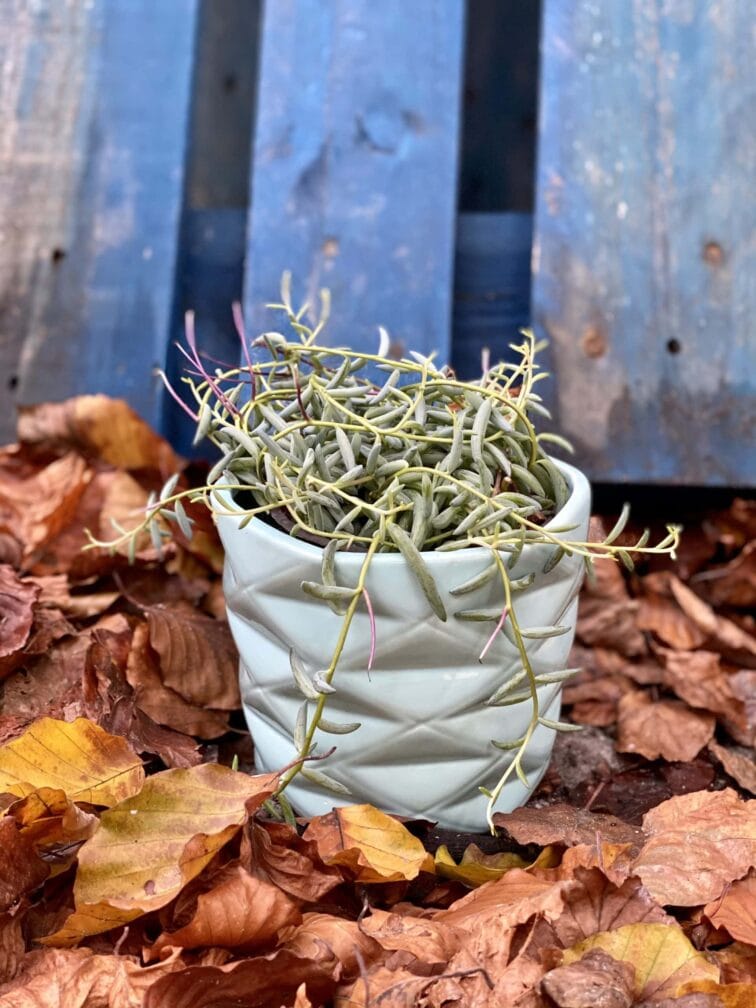 Zdjęcie rośliny Senecio Radicans String of Bananas, ujęcie 1