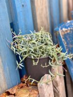 Zdjęcie rośliny Senecio Radicans String of Bananas, ujęcie 2