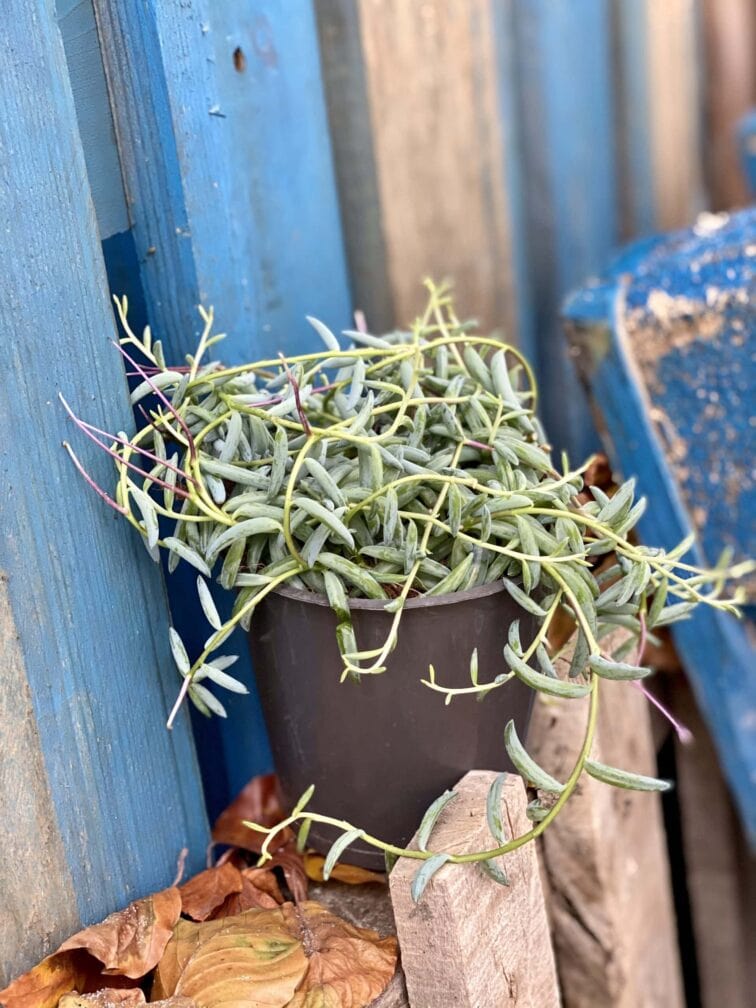 Zdjęcie rośliny Senecio Radicans String of Bananas, ujęcie 2