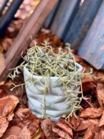 Zdjęcie rośliny Senecio Radicans String of Bananas, ujęcie 3