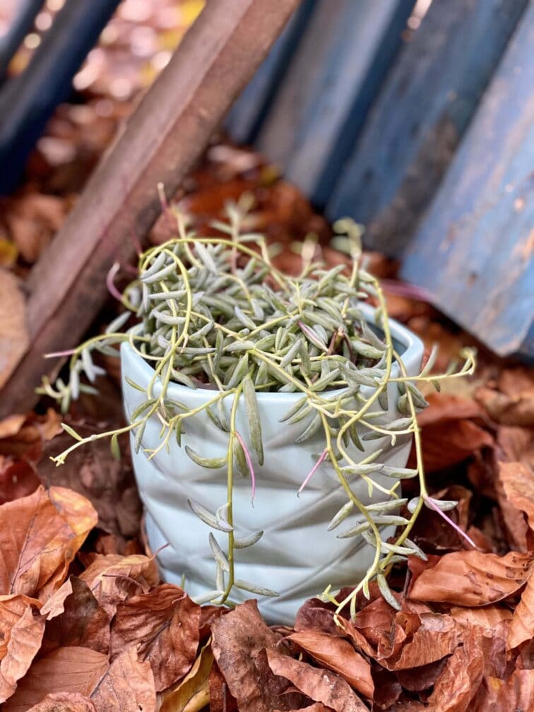 Zdjęcie rośliny Senecio Radicans String of Bananas, ujęcie 3