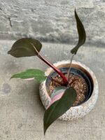 Zdjęcie rośliny Philodendron Pink Princess, ujęcie 1