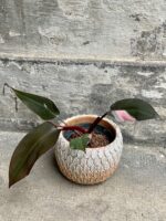 Zdjęcie rośliny Philodendron Pink Princess, ujęcie 2